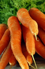 wortelen Flandria carottes.jpg