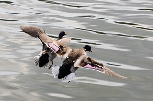 canard_3.jpg
