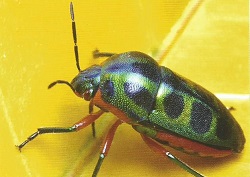 insectes 1.jpg